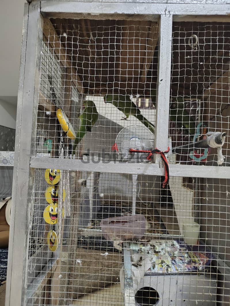 2 x Active Green Ringneck Parrots (8-9 Months) + Cage Included 1