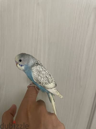 Budgies baby’s
