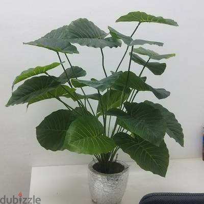 lamp and plant both 3 riyal