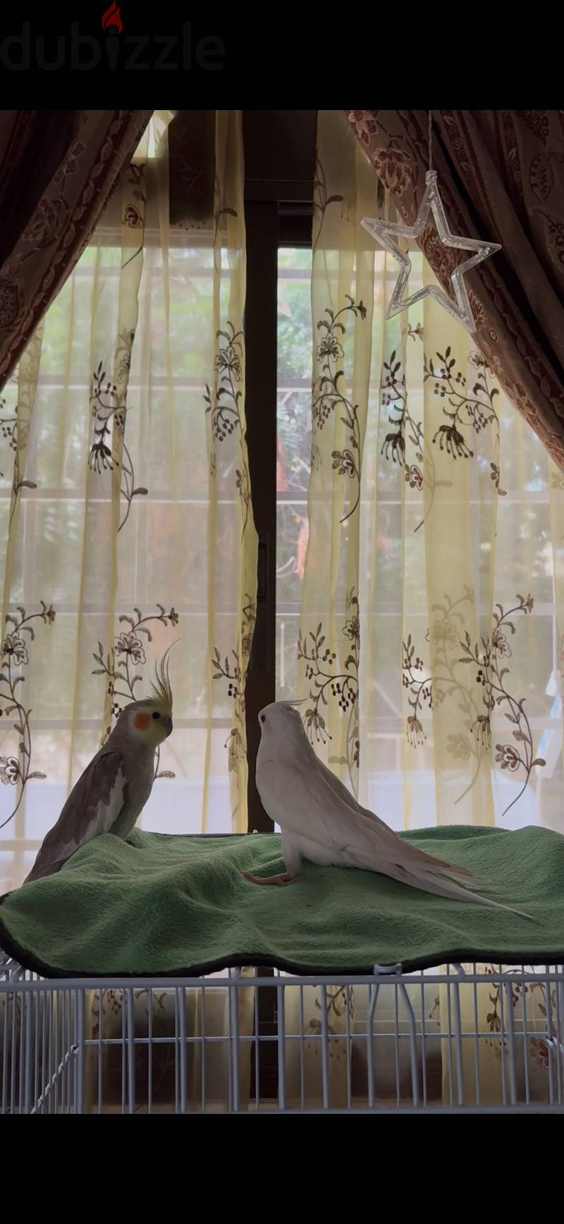 Cocktail birds 1