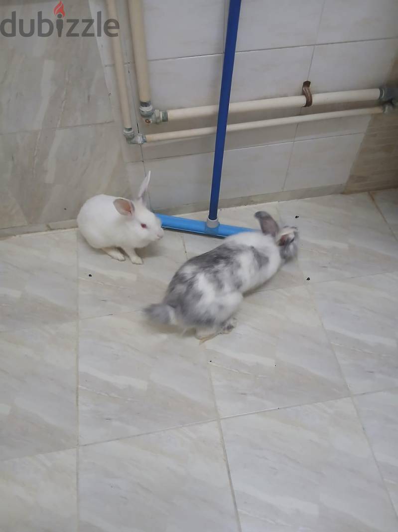 Two Rebid For Sell- Male And Female. . 4