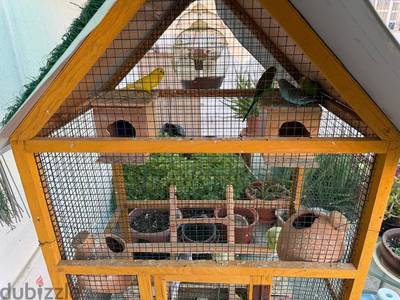 Budgies,Chicks,Breeding pot 2 nos,Feeders and Bird food