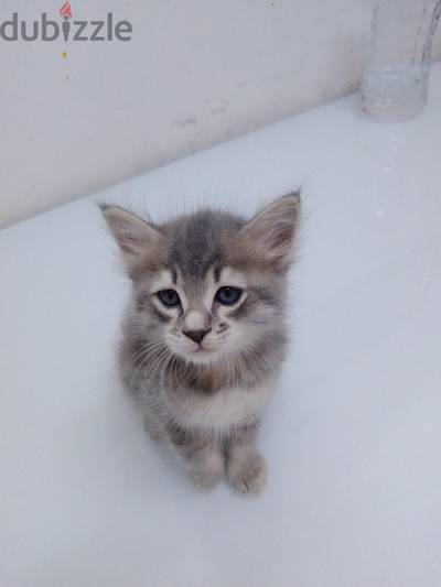 Persian kittens. 2 month old