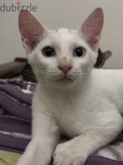 3 month old kittens for adoption