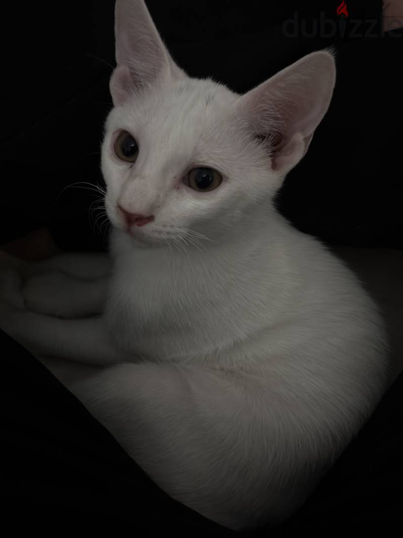 3 month old kittens for adoption 1
