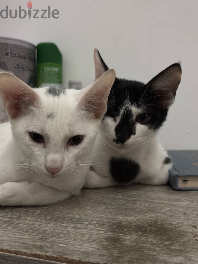 3 month old kittens for adoption 6