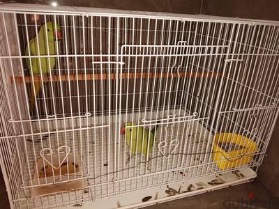 parrot