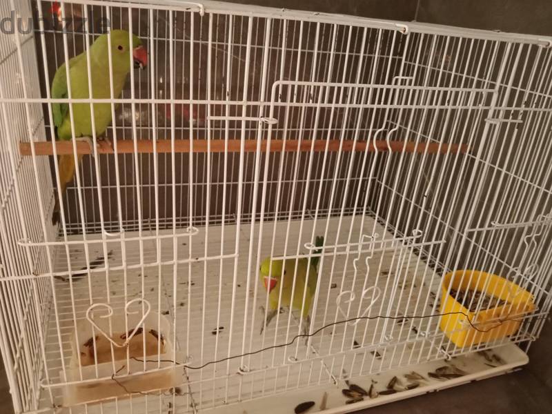 parrot 1
