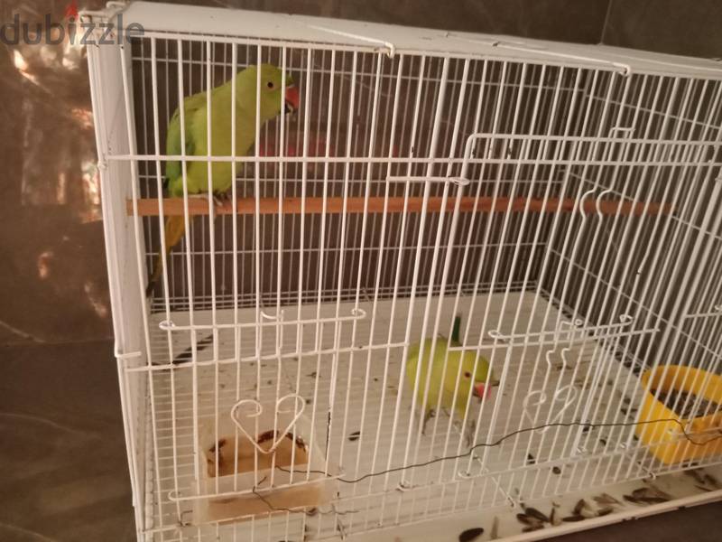 parrot 2