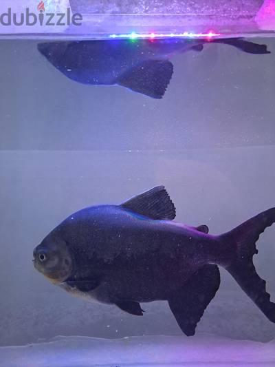 Pacu for sale
