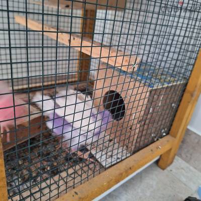 chicks (2) with big cage