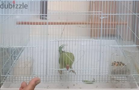 green parrot