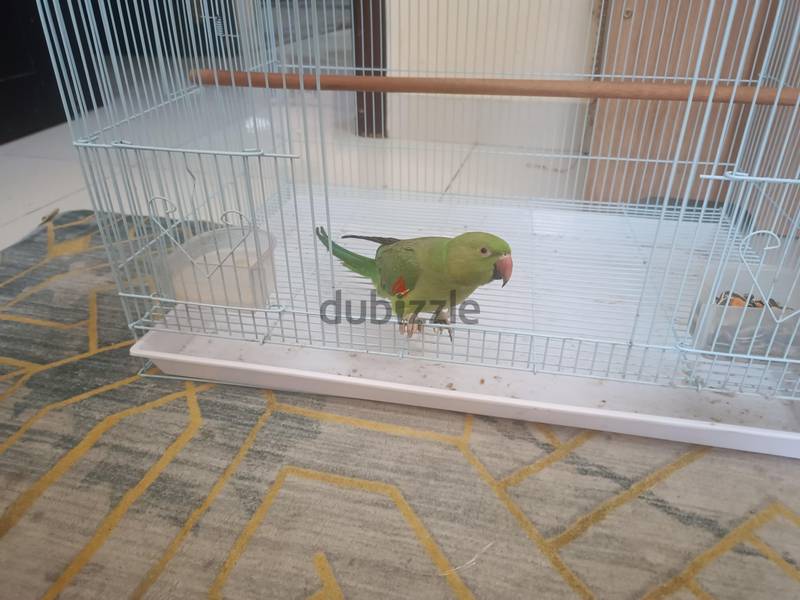 green parrot 4