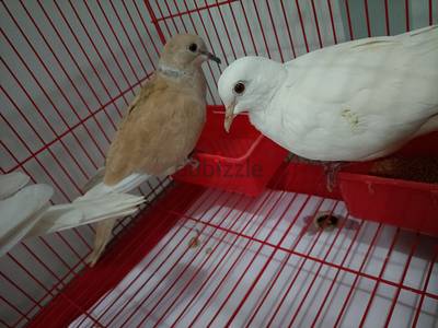 HAND-TAMED RING-NECKED DOVES
