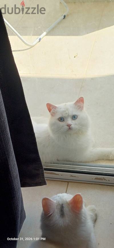 مجانا للتبني او للتزاوج - free adoption or breeding