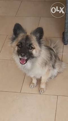 Female Pomsky (Pomoranin Husky) for Sale 0