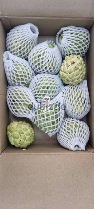 Custard Apple box available (from india)