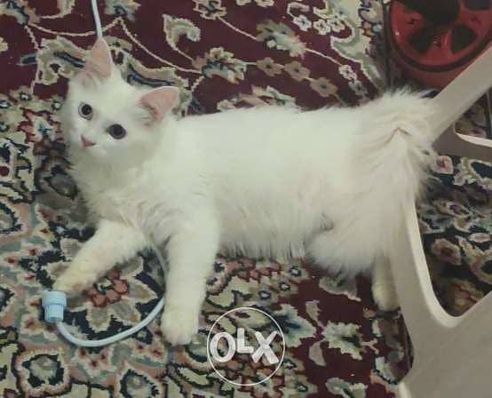 Cat for sale with carrying cage. Turkish Angora 2