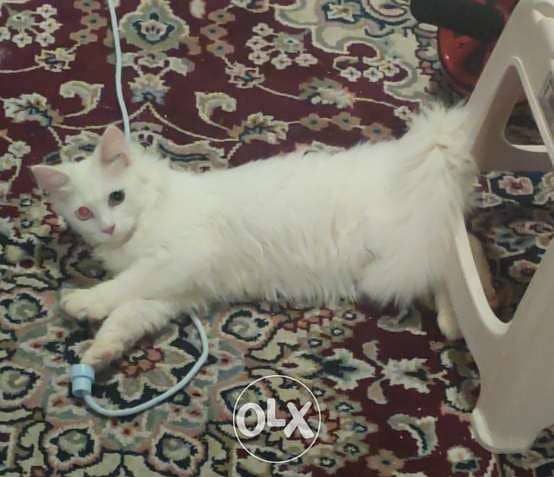 Cat for sale with carrying cage. Turkish Angora 3