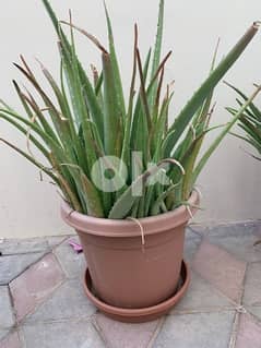 Aloe Vera plants in large pot