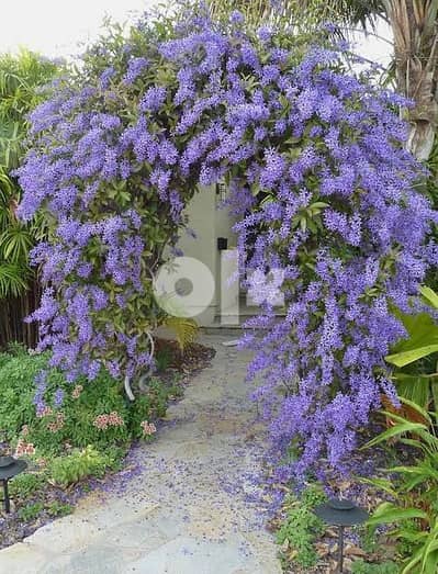 House Cleaning or Gardening service