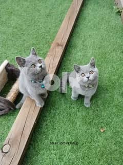 British shorthair kittens available 0