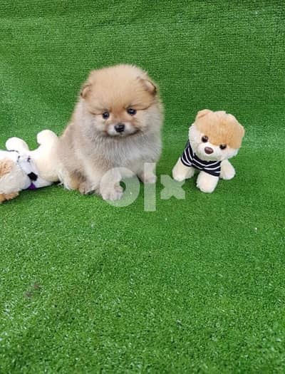 Tea,cup Pomeranian Puppies . WHATSAPP AT +1(908)768‑4279