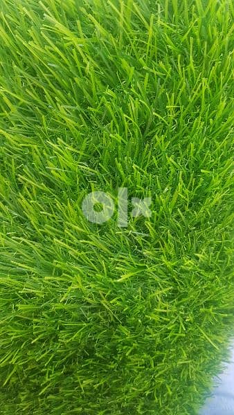 Grass