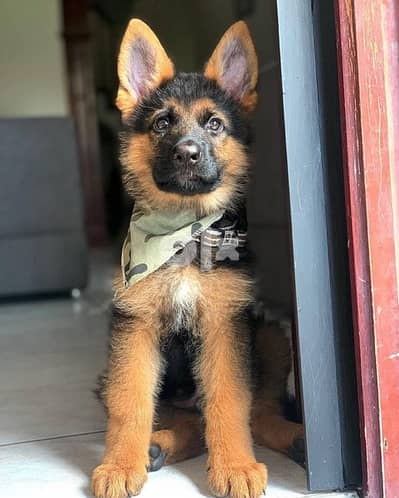 German Shepherd for sale. WhatsApp me ‪ +1 (484) 718‑9164‬