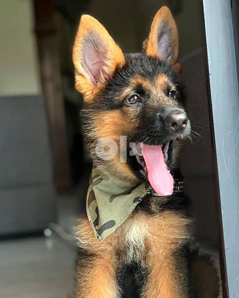 German Shepherd for sale. WhatsApp me ‪ +1 (484) 718‑9164‬ 1