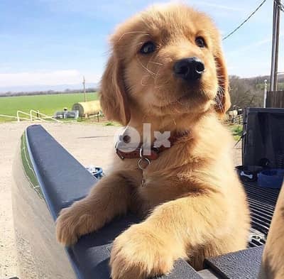 Golden Retriever pups for sale