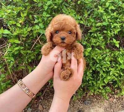 100% pure poodle puppy for sale