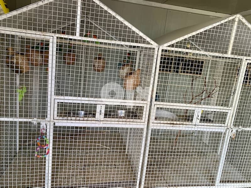 Air conditioned Aviary with birds and two cages for sale 1