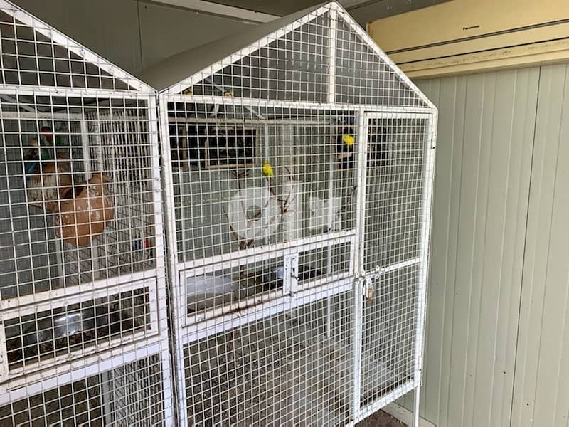 Air conditioned Aviary with birds and two cages for sale 2