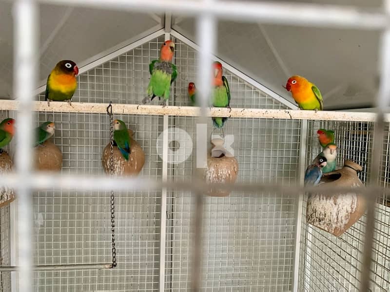 Air conditioned Aviary with birds and two cages for sale 3