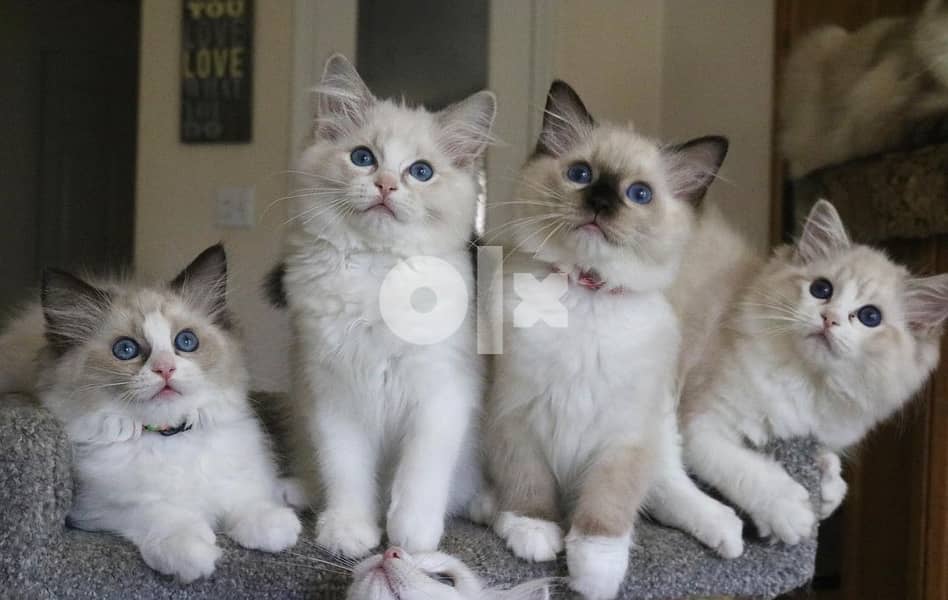 Whatsapp Me (+966 58899 3320) RAGDOLL KITTENS 1