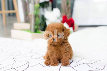 TEACUP POODLE FOR SALE WHATSAPP. ‪+1 (908) 768‑4279