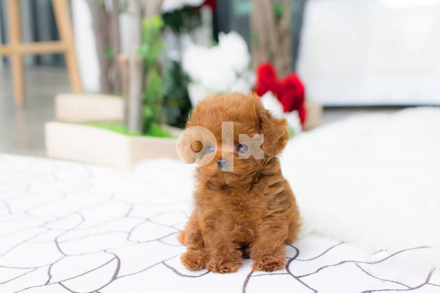 TEACUP POODLE FOR SALE WHATSAPP. ‪+1 (908) 768‑4279 0