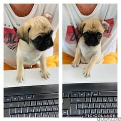 Available Male and Female Pug puppies 0