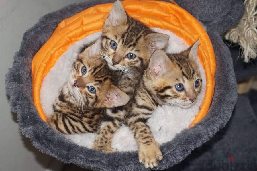 Beautiful golden bengal kittens 8