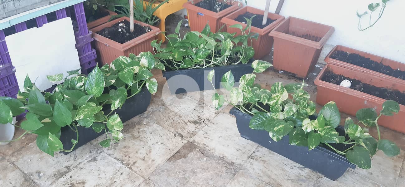 Healthy money plants price is negotiable 0