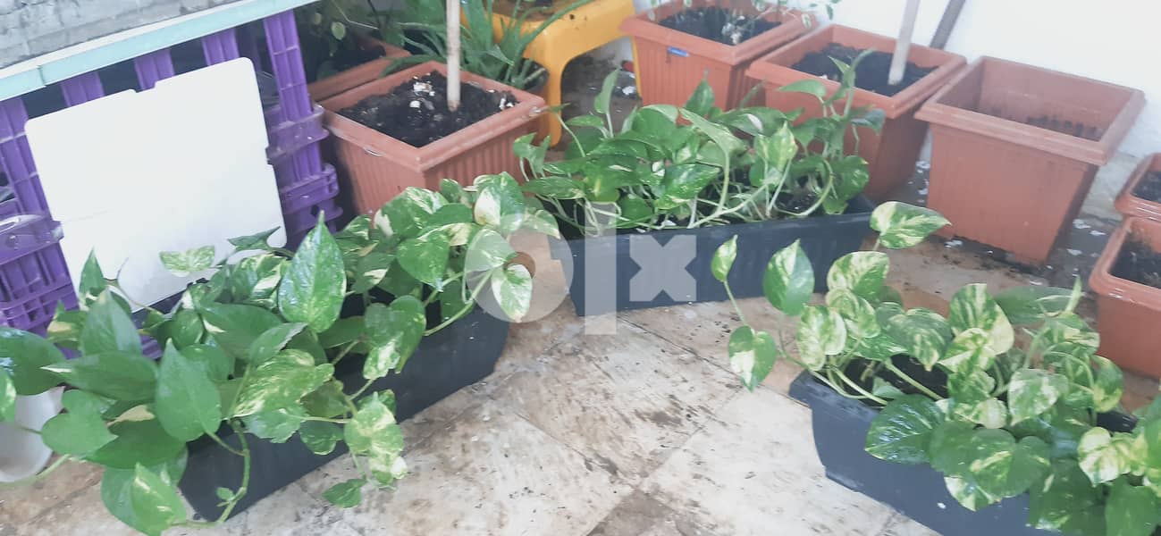 Healthy money plants price is negotiable 1