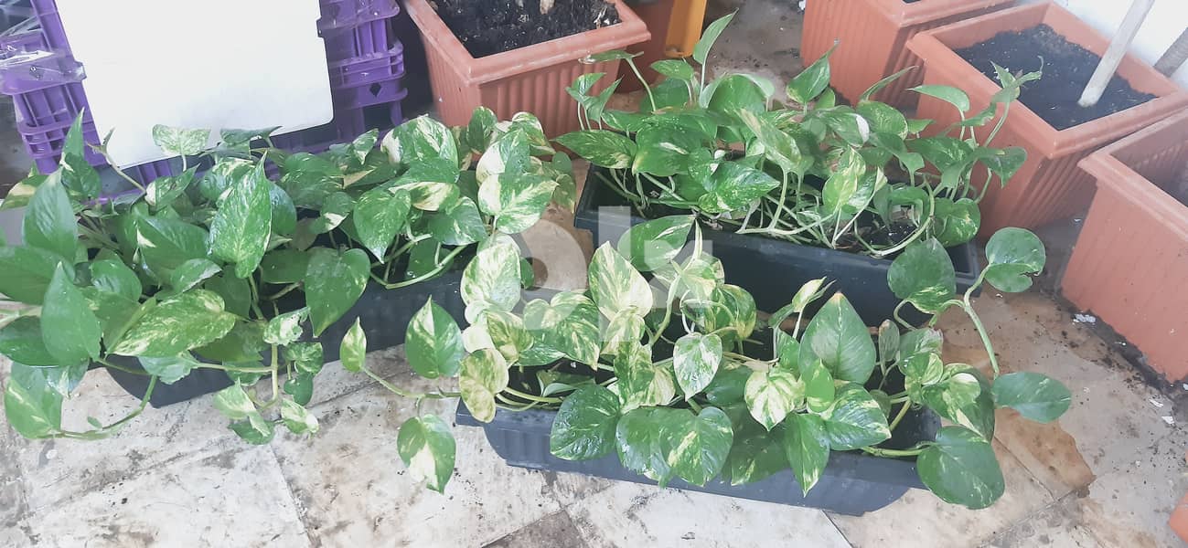 Healthy money plants price is negotiable 2