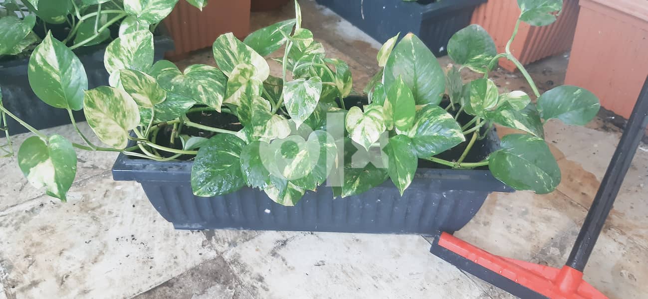 Healthy money plants price is negotiable 3