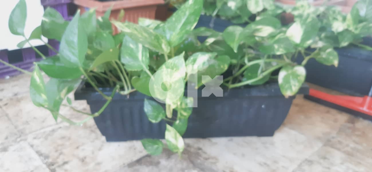 Healthy money plants price is negotiable 4