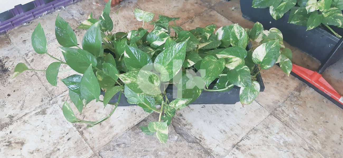 Healthy money plants price is negotiable 5