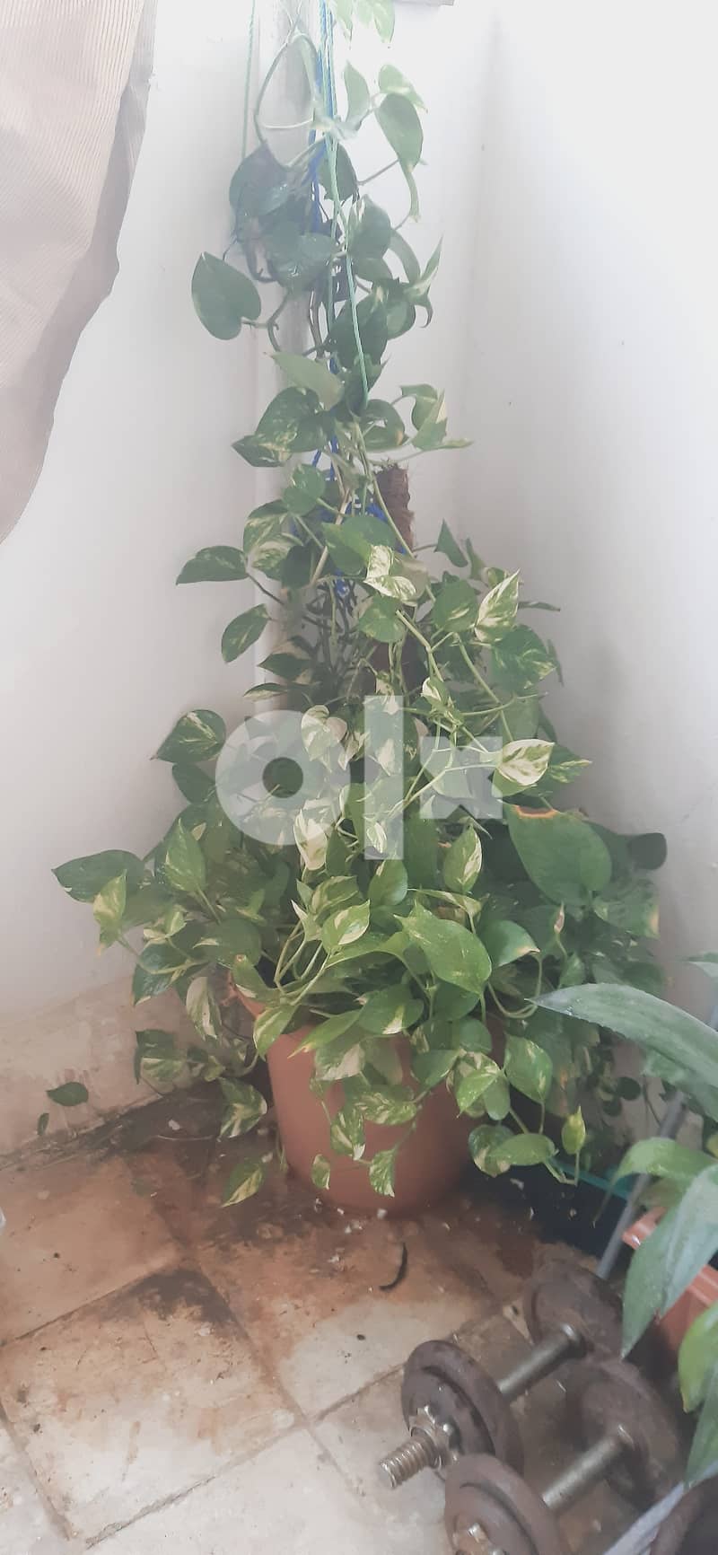 Big money plant 1