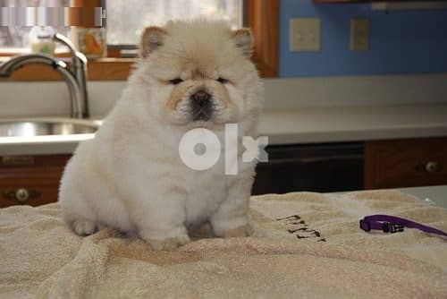 Whatsapp Me (+966 58392 1348)  Chow Chow Puppies 1
