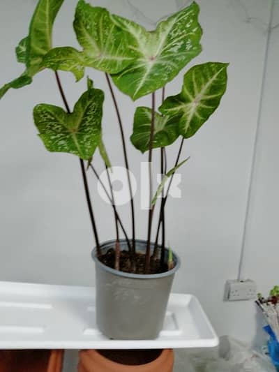 indoor and outdoor plants