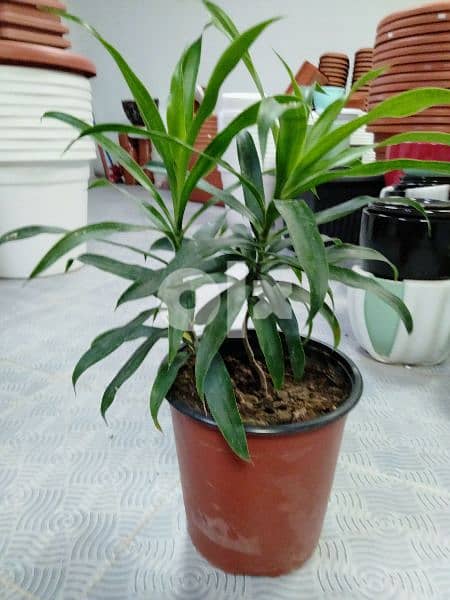 indoor and outdoor plants 1